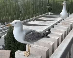 Two seagulls on a balcony railing.